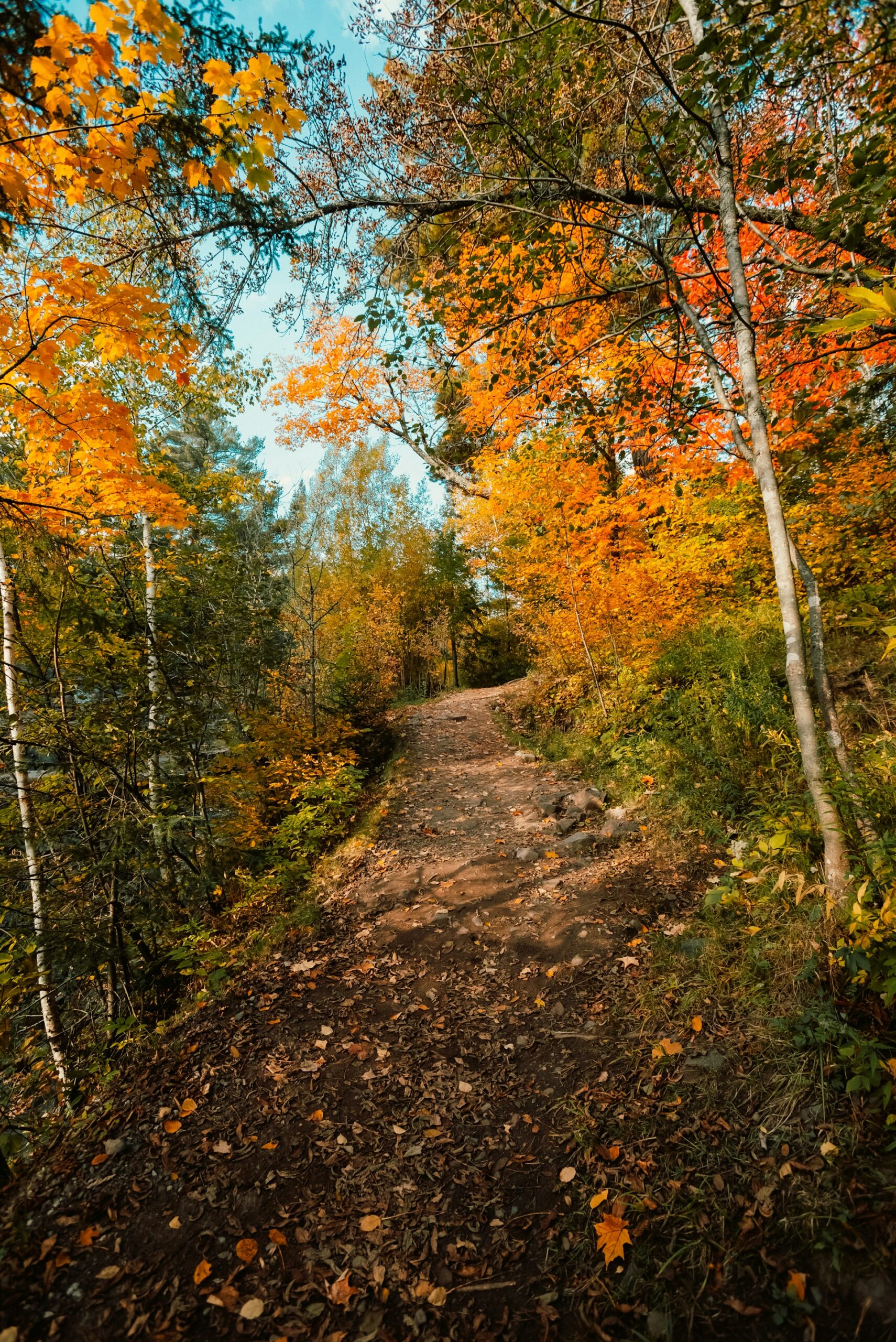 Minnesota forest preserve