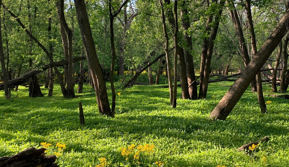 thatcher woods forest preserve - woods with green grass and trees